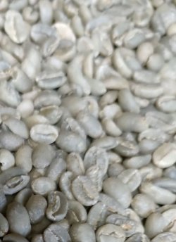 画像1: 【クリックポスト】【コーヒー生豆（ご自身で煎る必要があります）】エチオピア　モカ　イルガチェフェ G2ウォッシュ
